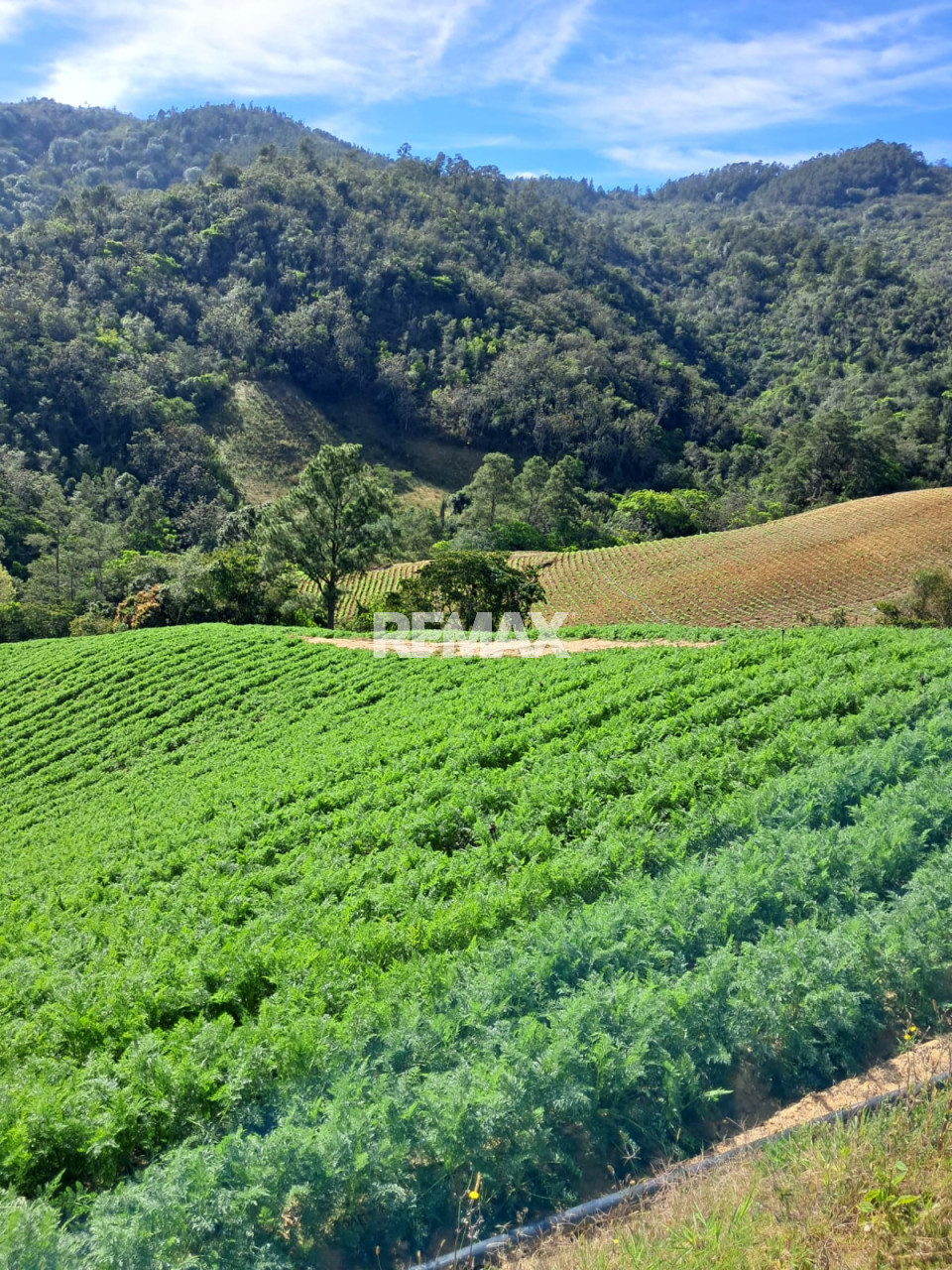 Terreno en CONSTANZA, LA VEGA