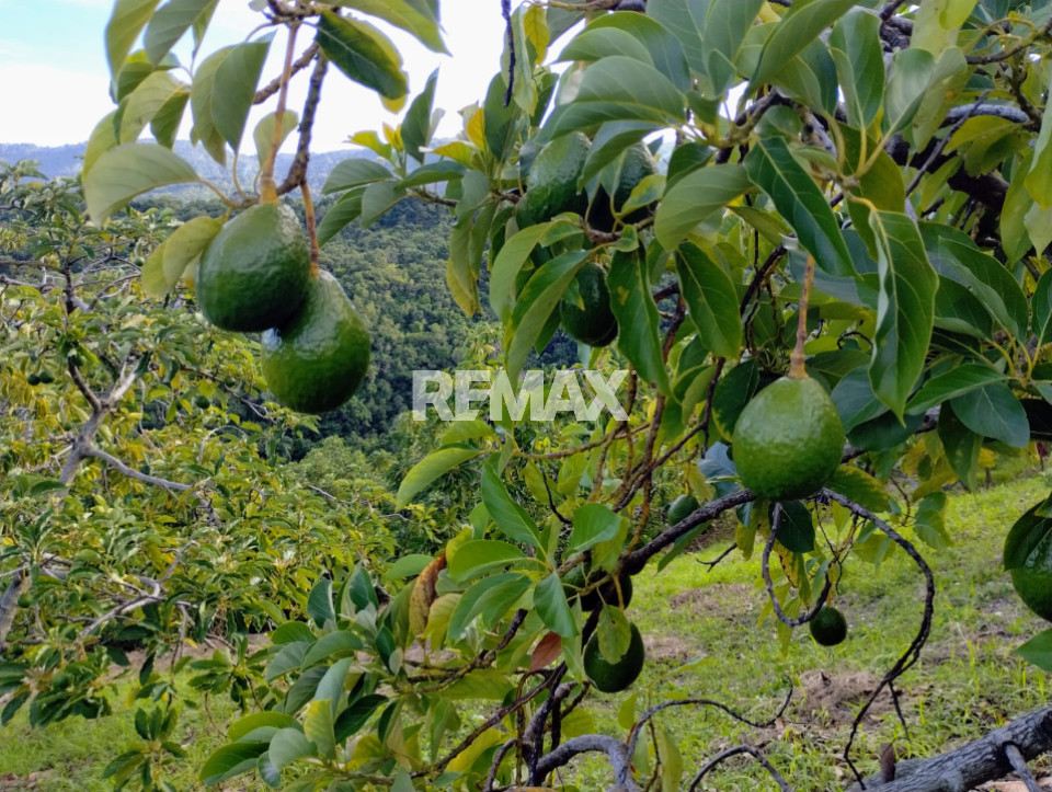 Finca en ENRIQUILLO, BARAHONA