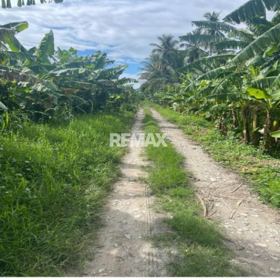 Finca en PALMAREJO, AZUA
