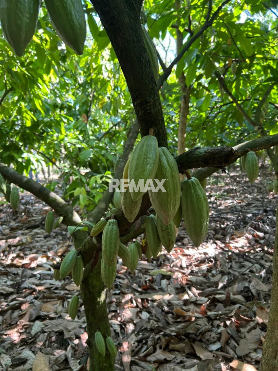 Finca en VILLA TAPIA, SANTA ANA MADRID