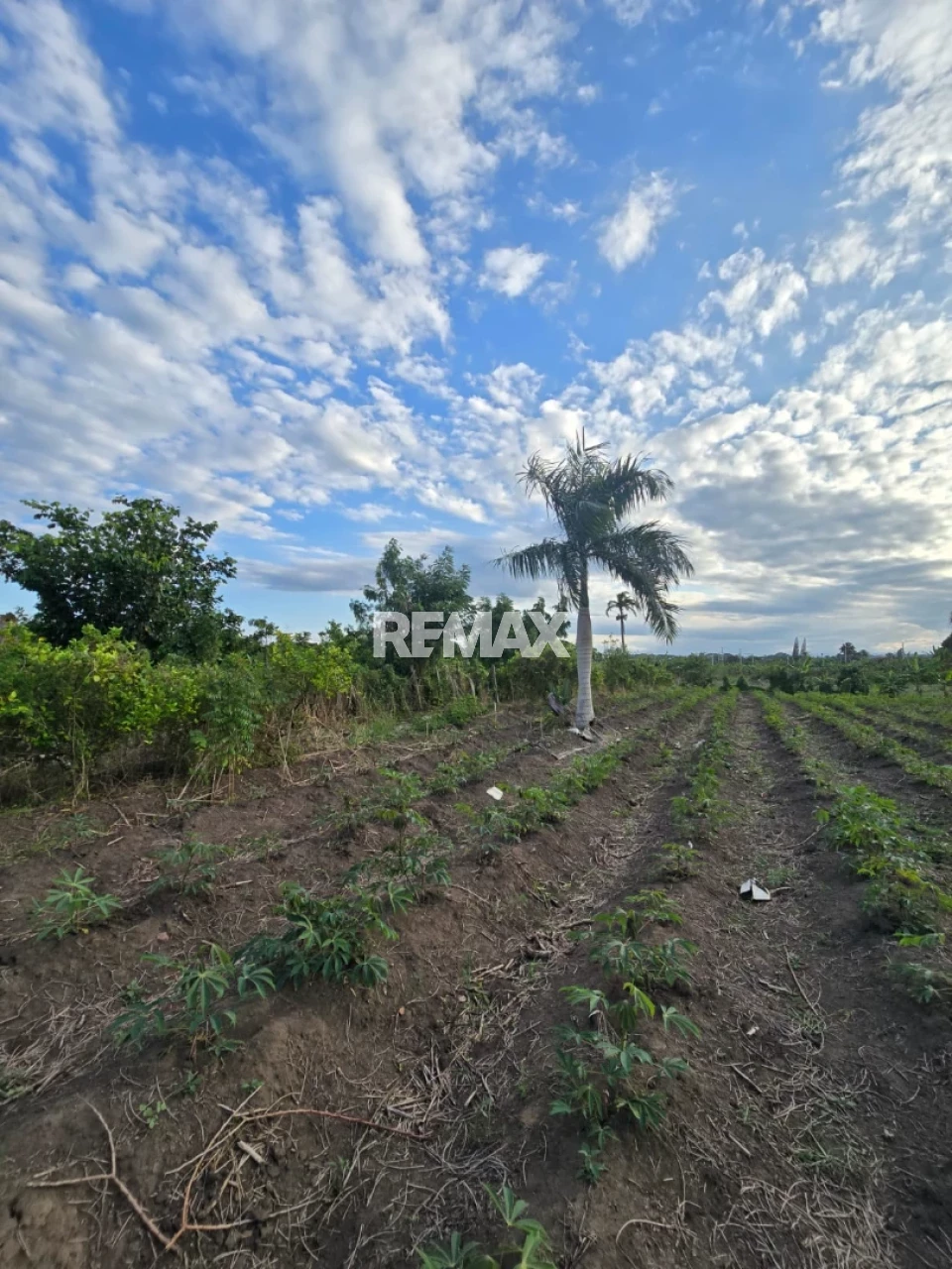 Terreno en PUÑAL, PUÑAL
