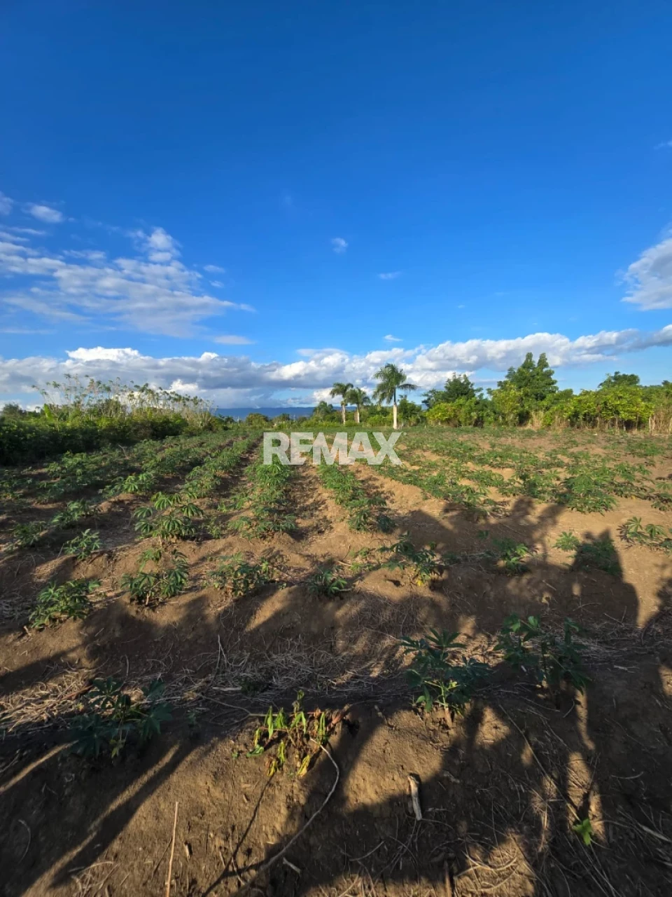 Terreno en PUÑAL, PUÑAL